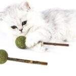 Παιχνίδι Γλειφιτζούρι Catnip Με Γεύση Ακτινίδιο Για Γάτες electronistas.gr